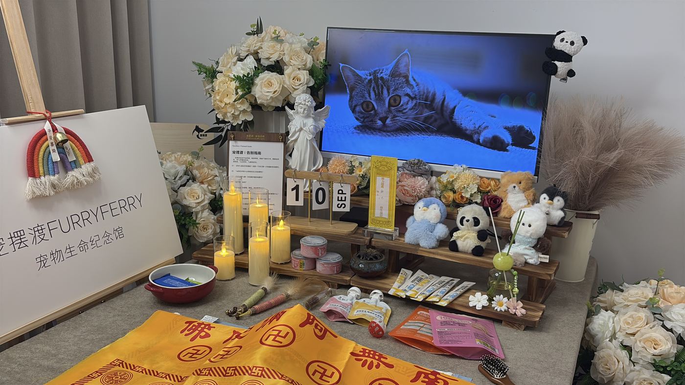 如何面对宠物离世的悲伤？写给徐州养宠人的心理支持