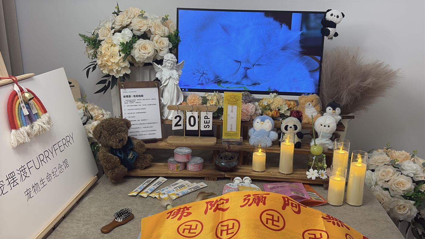 宠物离世前的征兆：徐州家长的临终陪伴清单